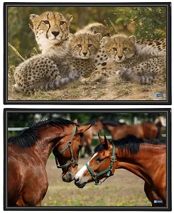 Galda pārklājums 598 x 365mm "Animals" asorti VIQUEL